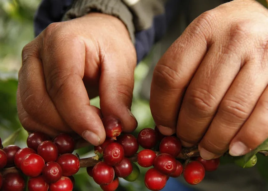 Kaffeekirschen-Ernte